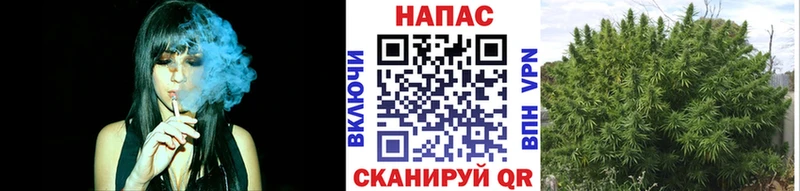 Шишки марихуана планчик Нерчинск